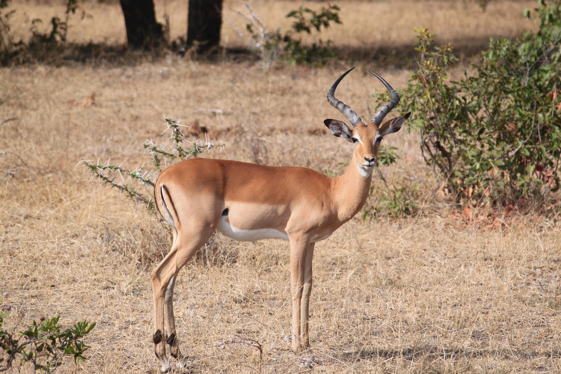 An impala grazing in a field